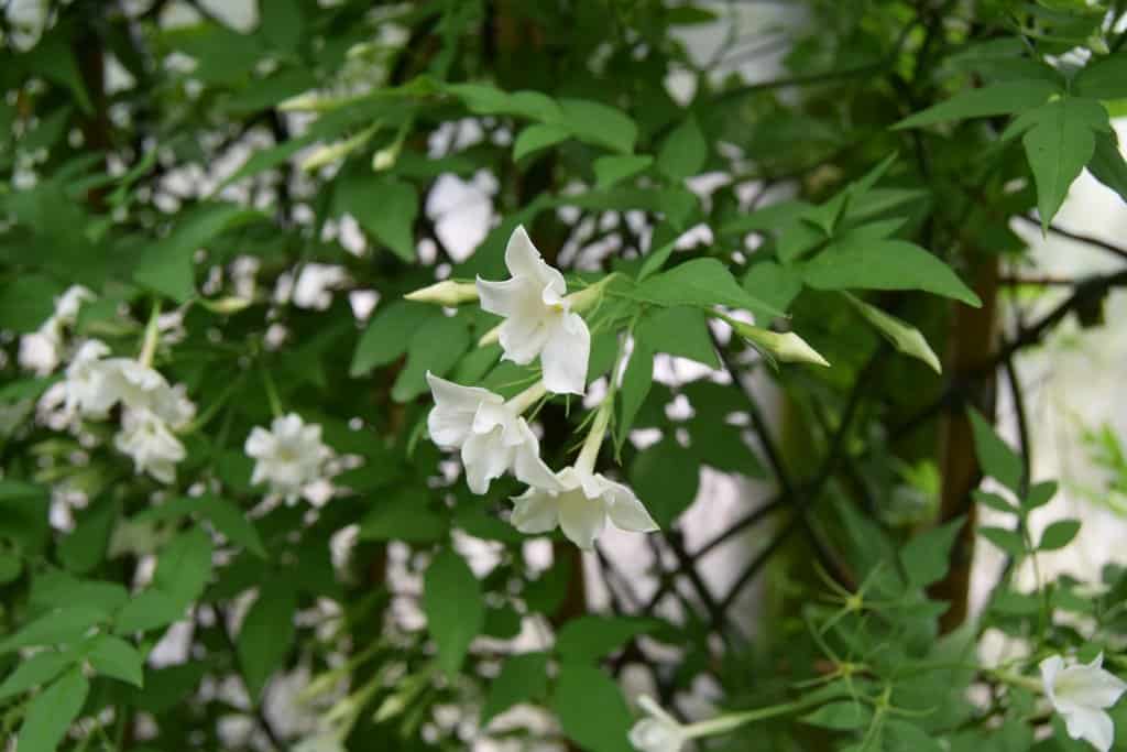 Jasminum officinale 'Argenteovariegatum' <span class="hidden specialOffer"></span> 60-80 cm